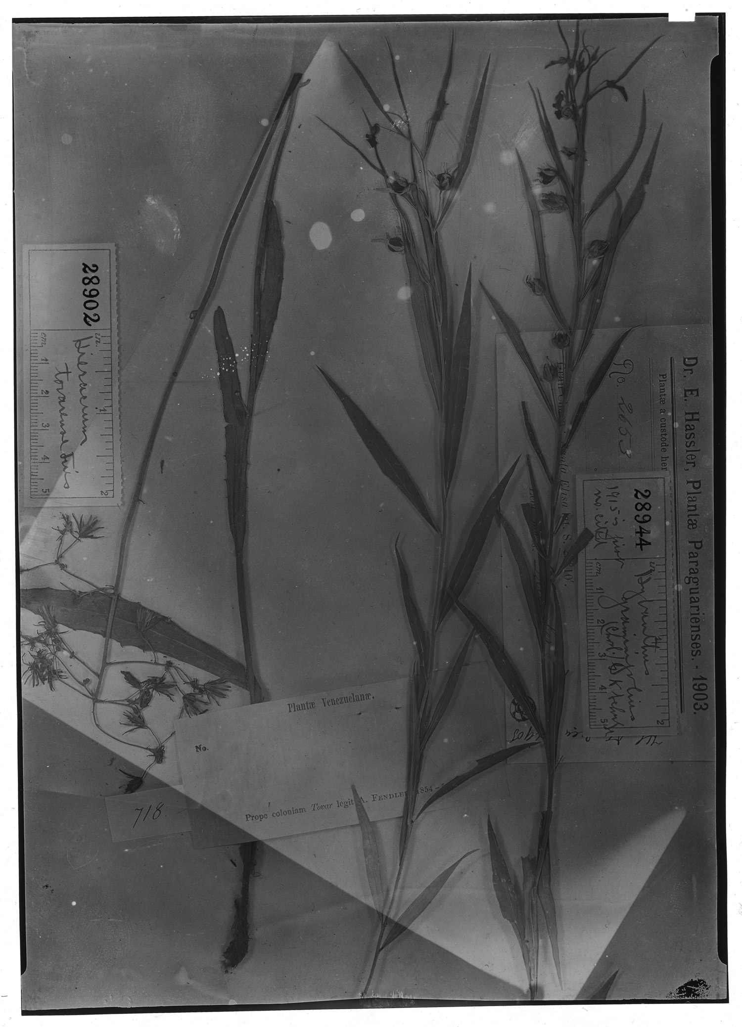 Pombalia graminifolia image