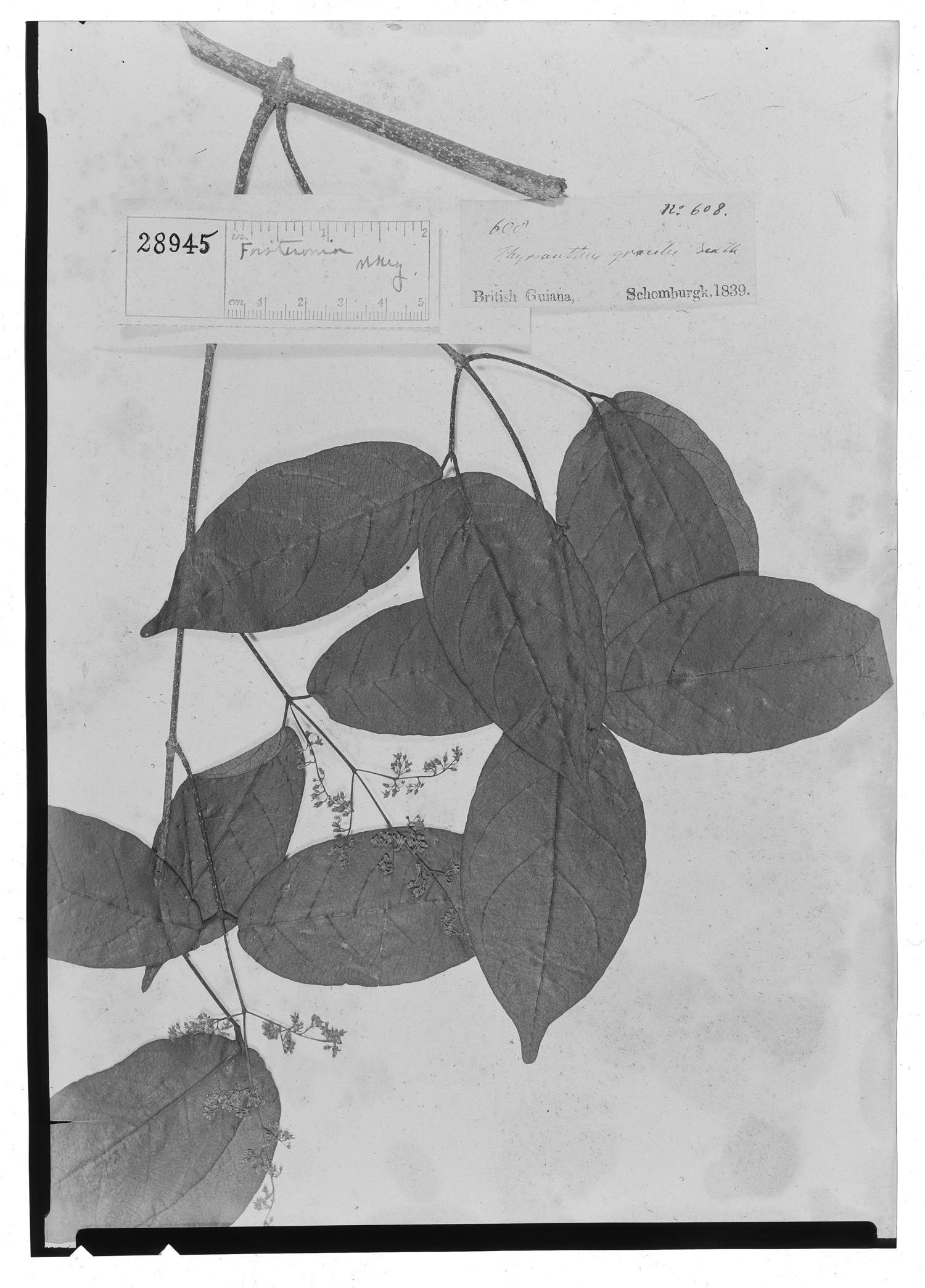Forsteronia gracilis image
