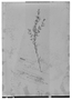 Hoehnea parvula image