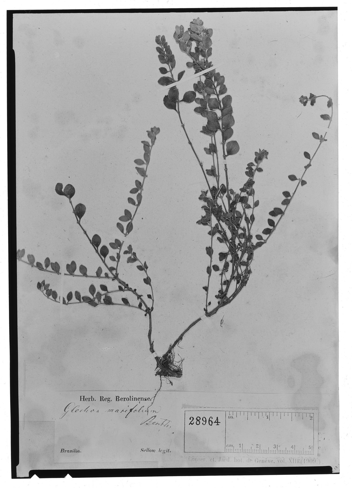 Glechon marifolia image