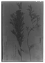 Cunila angustifolia image