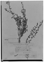 Clinopodium gilliesii image