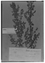 Clinopodium odorum image