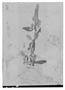 Hyptis oblongifolia image