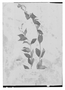 Scutellaria lindeniana image