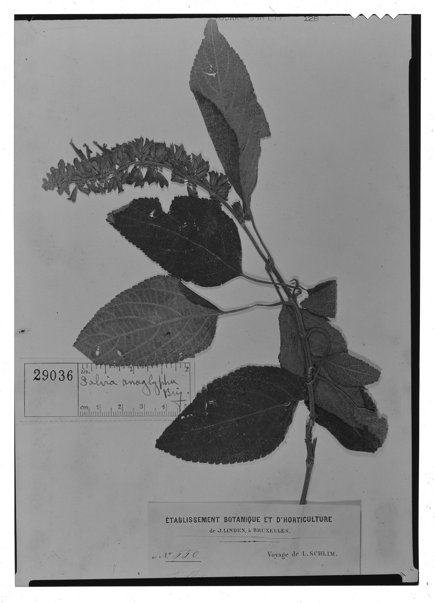 Salvia sphacelioides subsp. anaglypha image
