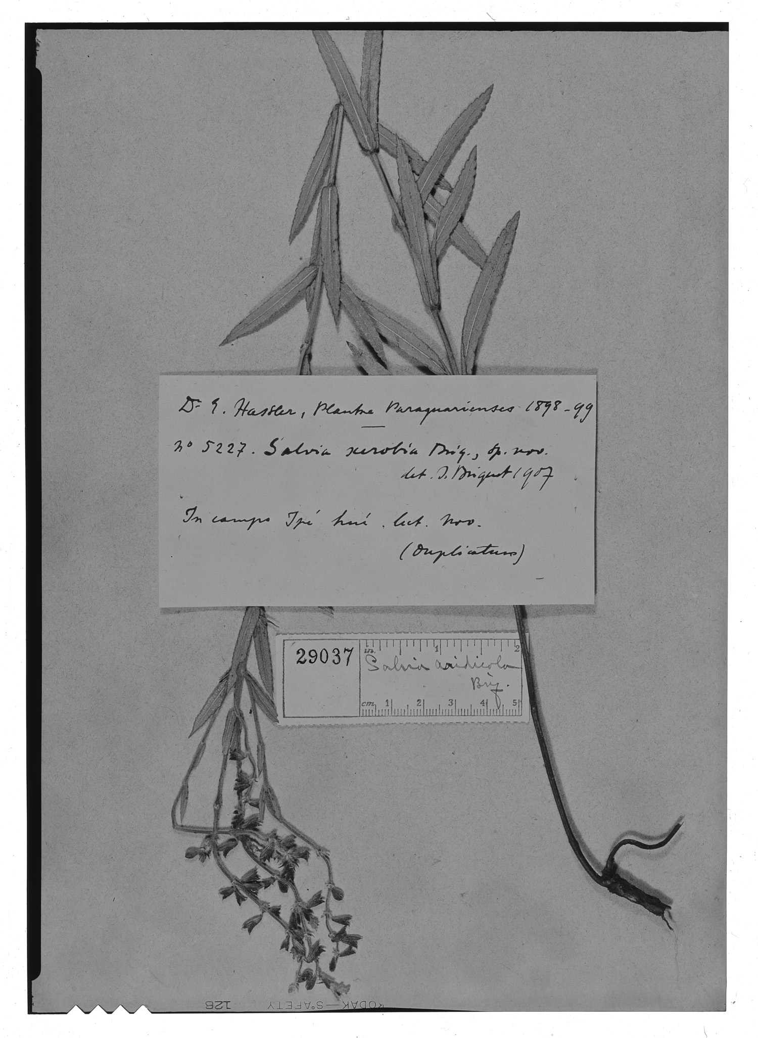 Salvia aridicola image