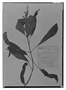 Salvia cinnabarina image