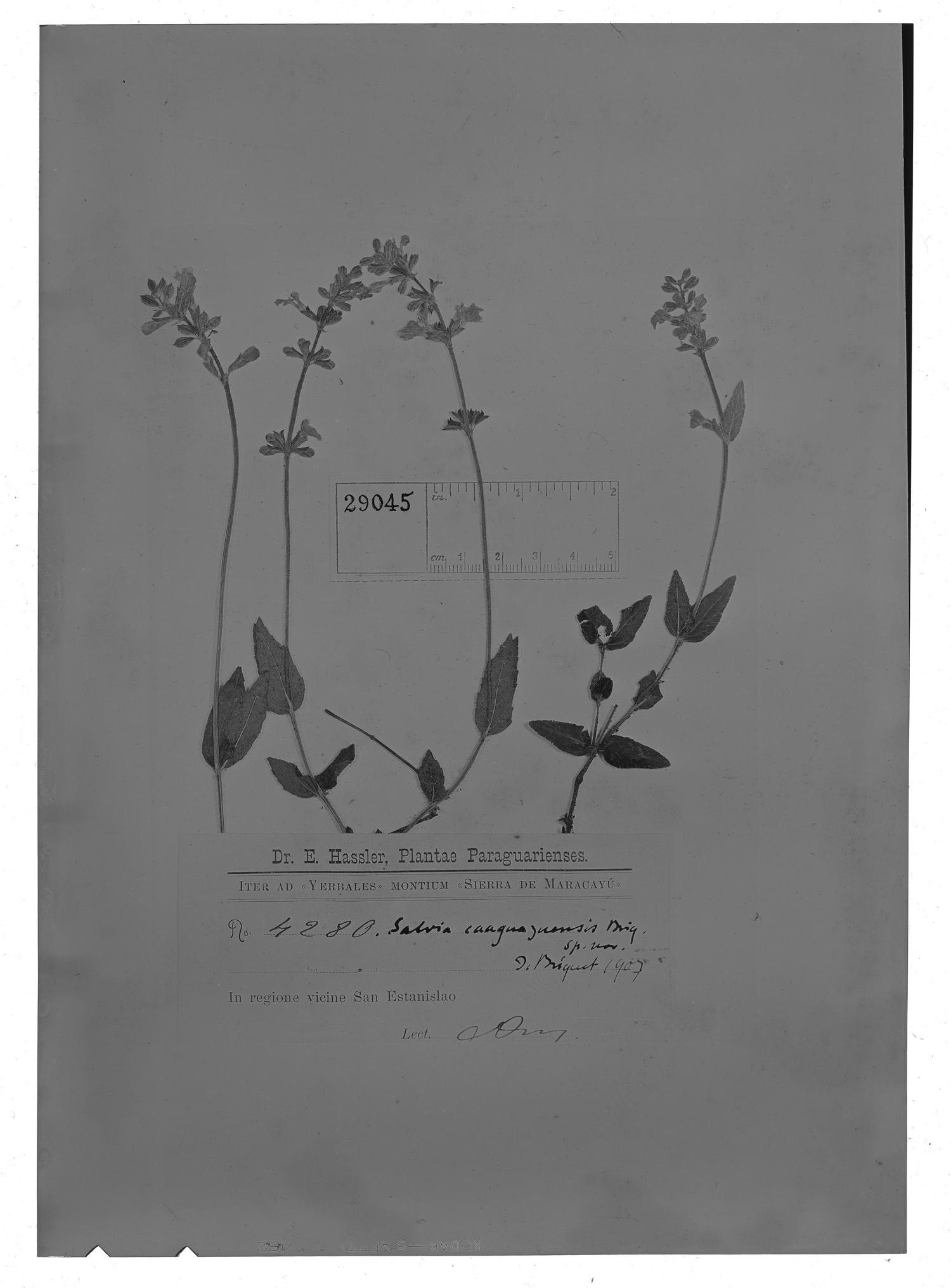 Salvia caaguazuensis image