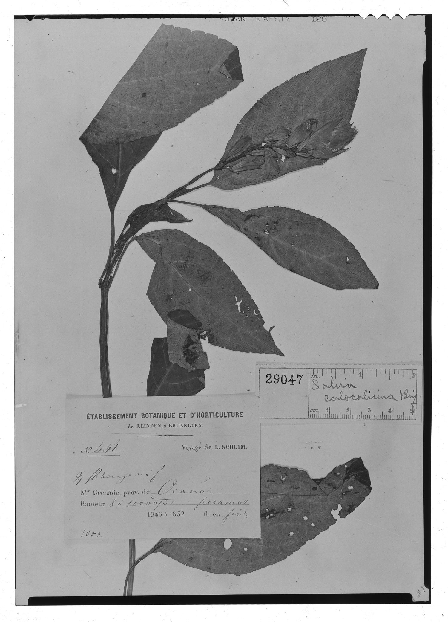 Salvia pauciserrata subsp. calocalicina image