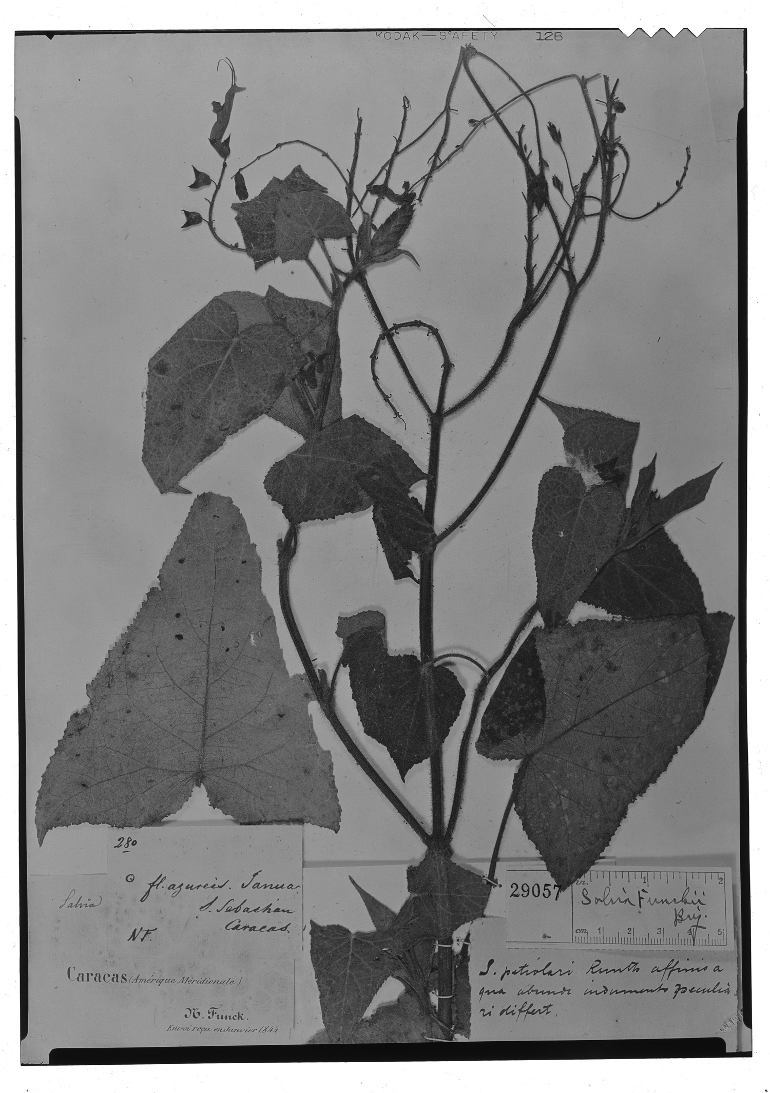 Salvia funckii image