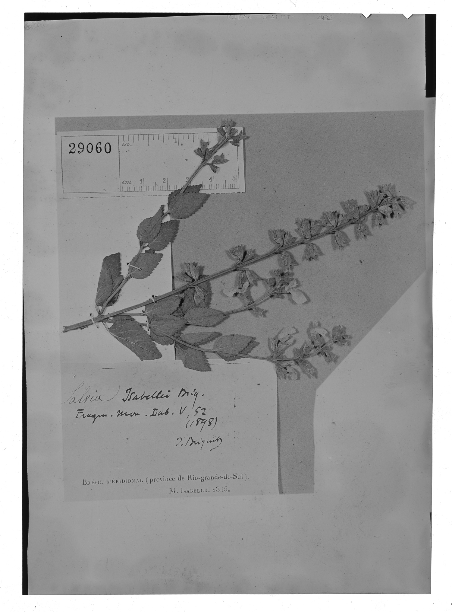Salvia ovalifolia var. nitidula image