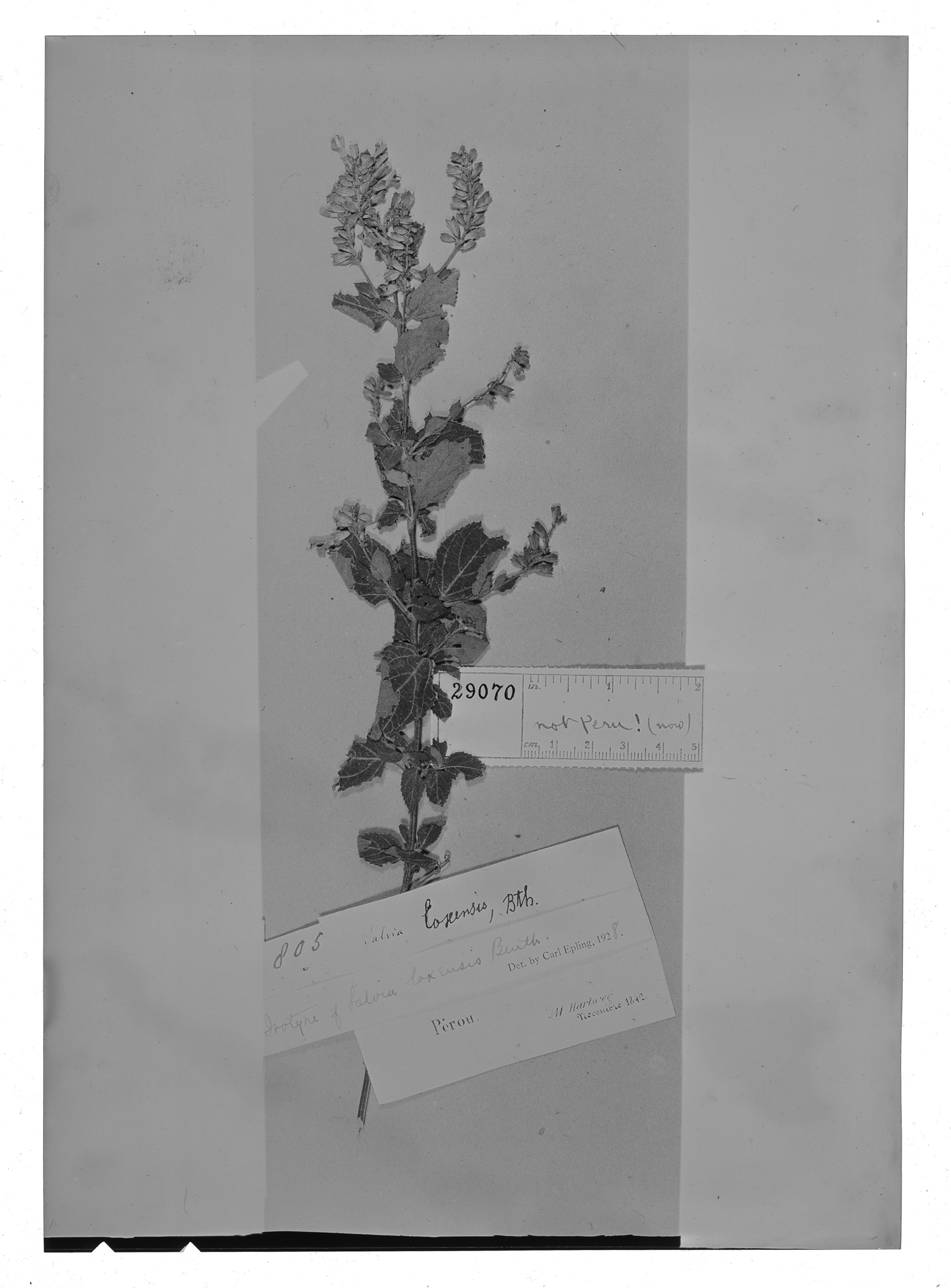 Salvia loxensis image