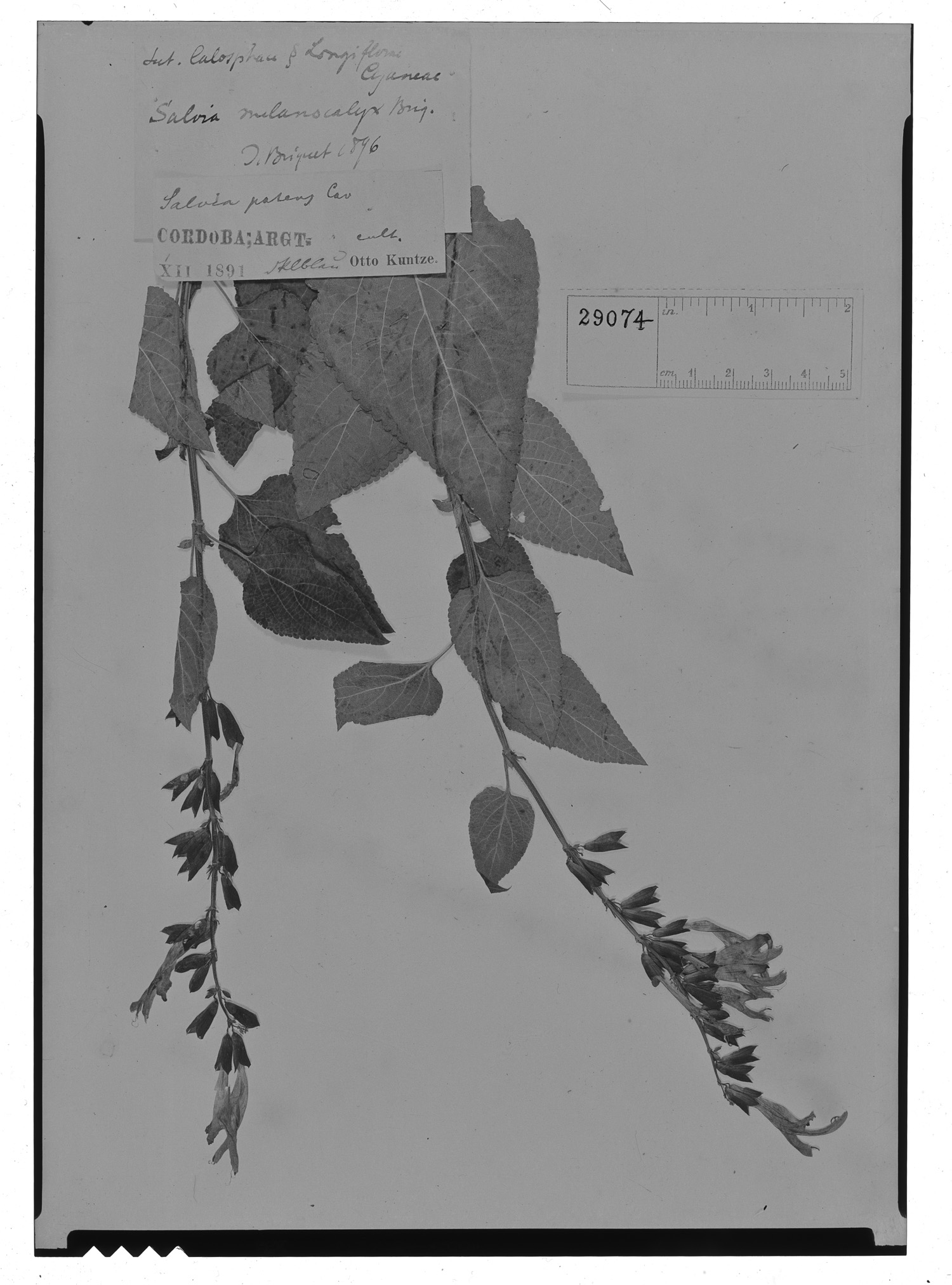 Salvia coerulea image