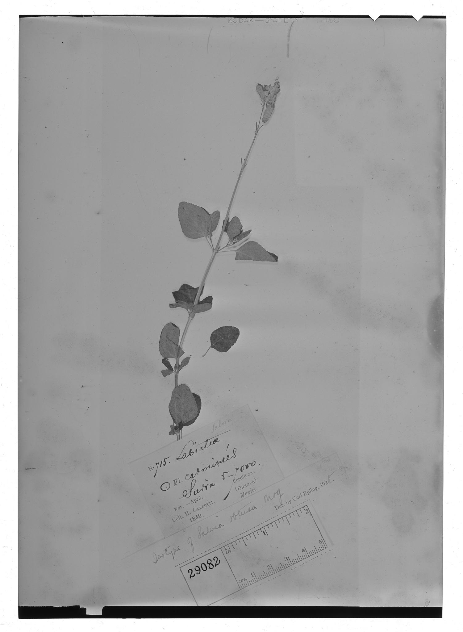 Salvia microphylla var. microphylla image