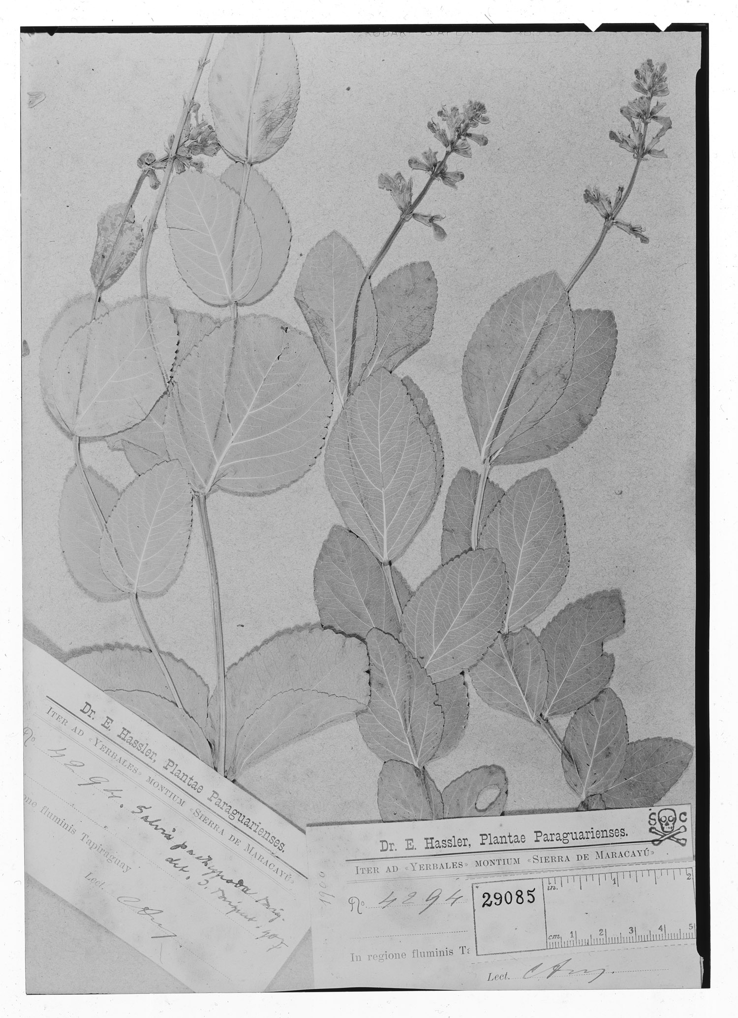 Salvia pachypoda image