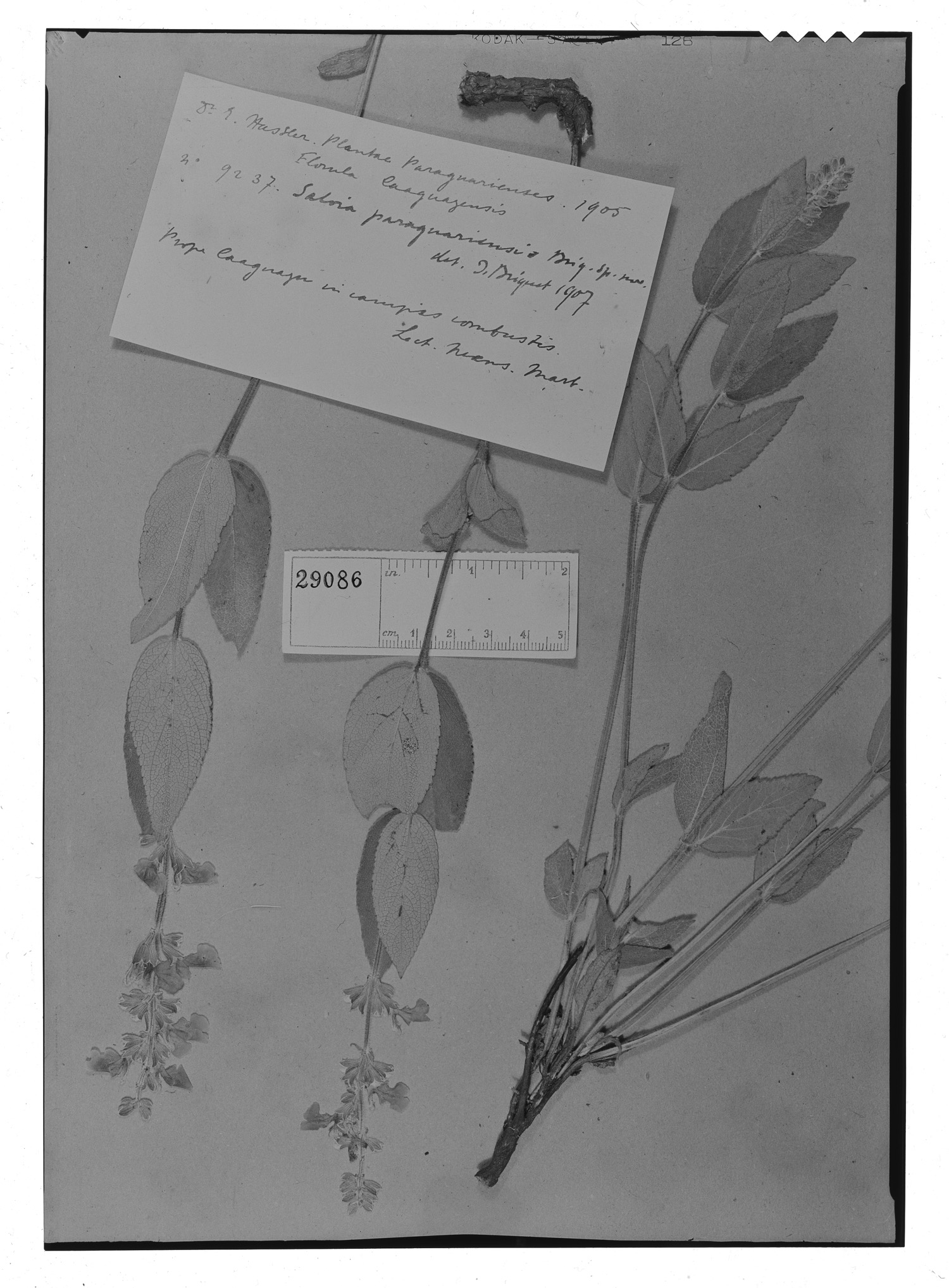 Salvia paraguariensis image