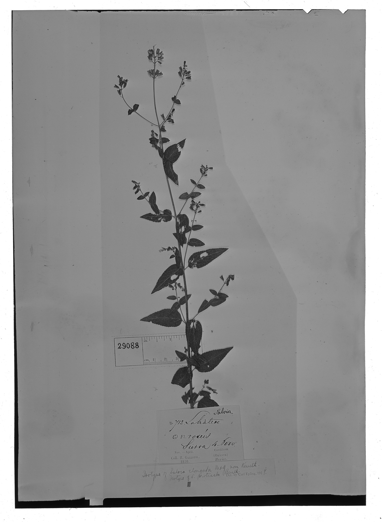 Salvia protracta image