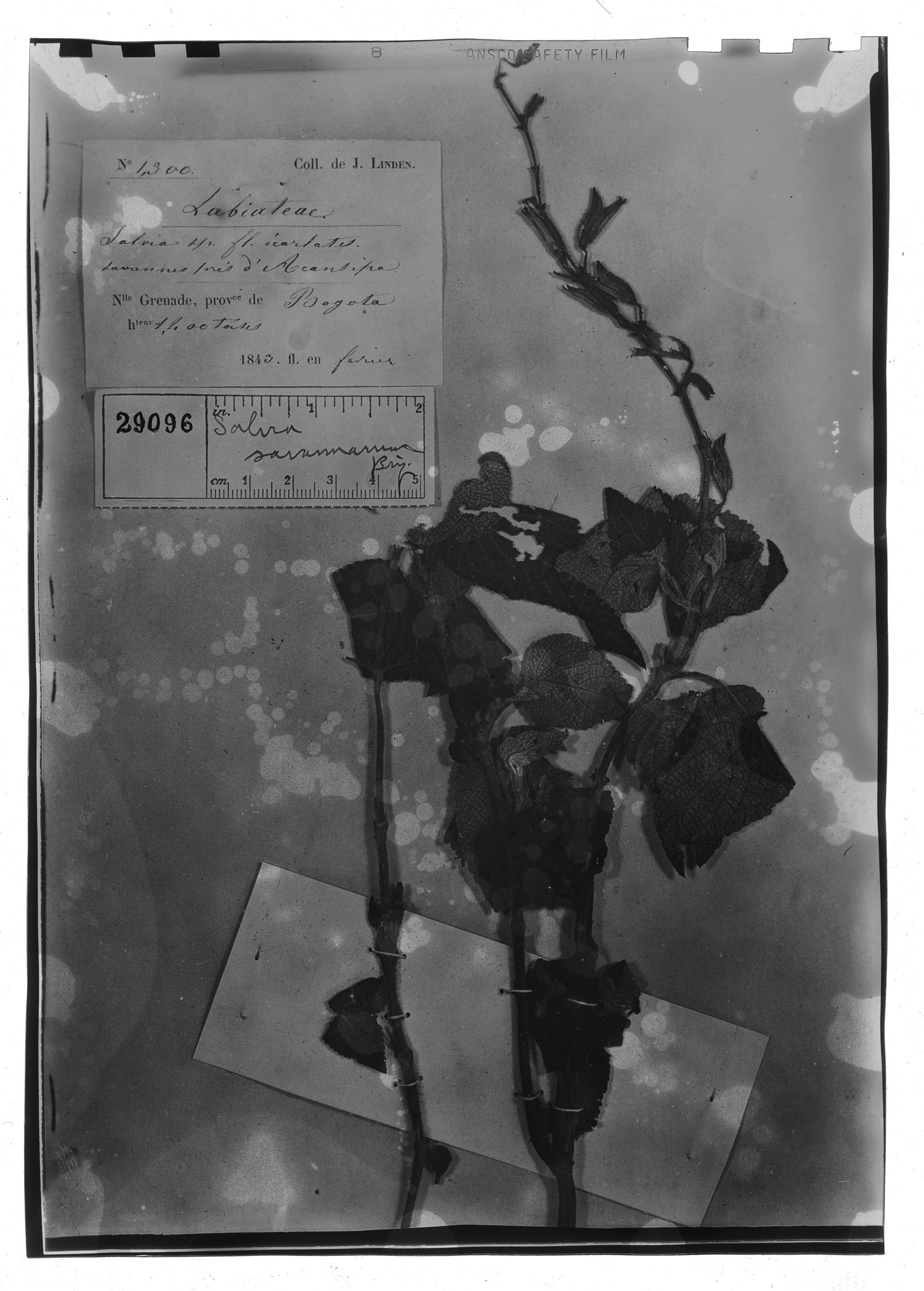 Salvia amethystina subsp. amethystina image