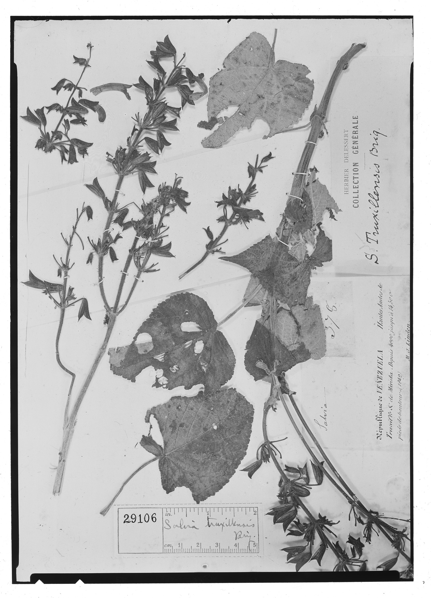 Salvia rubescens subsp. truxillensis image