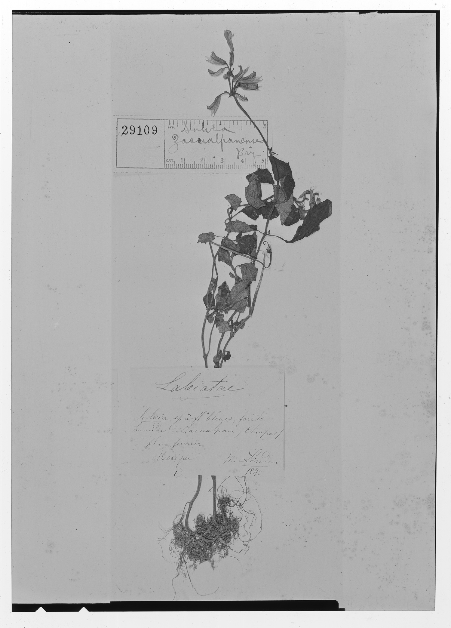 Salvia zacualpanensis image