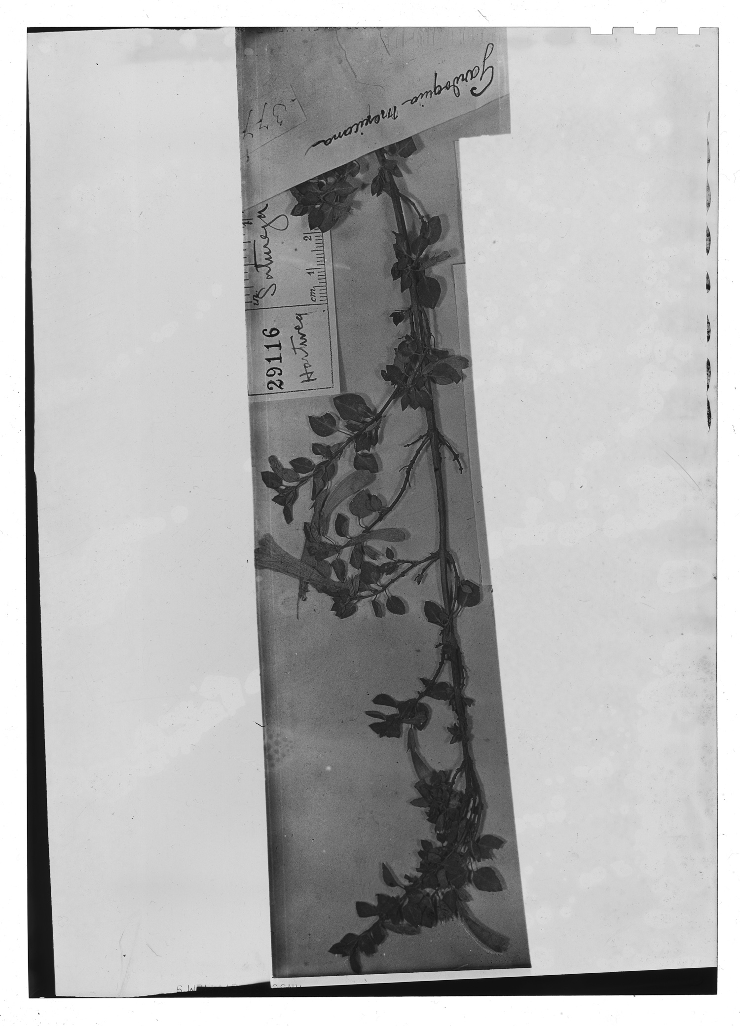 Clinopodium mexicanum image