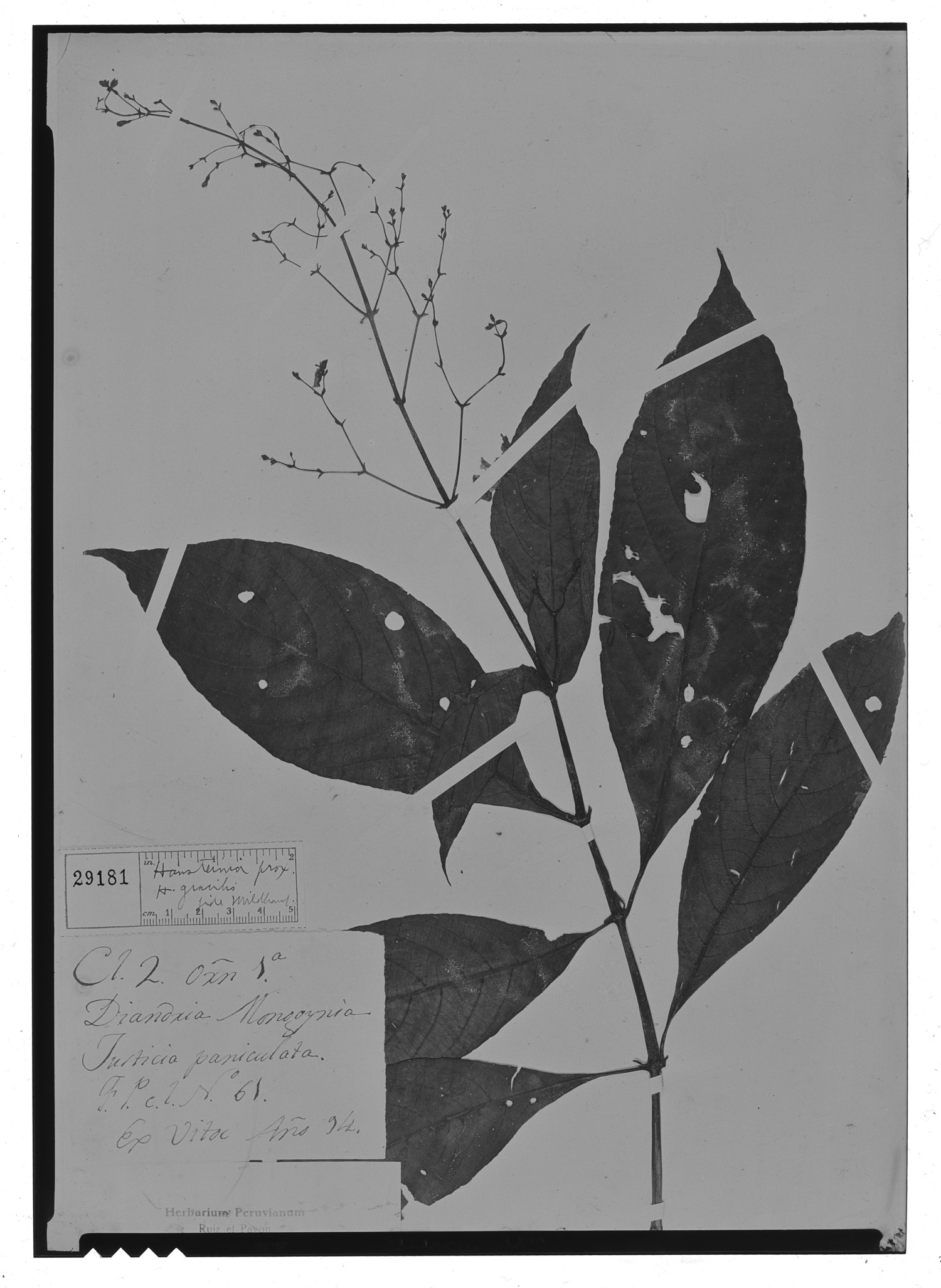 Hansteinia gracilis image