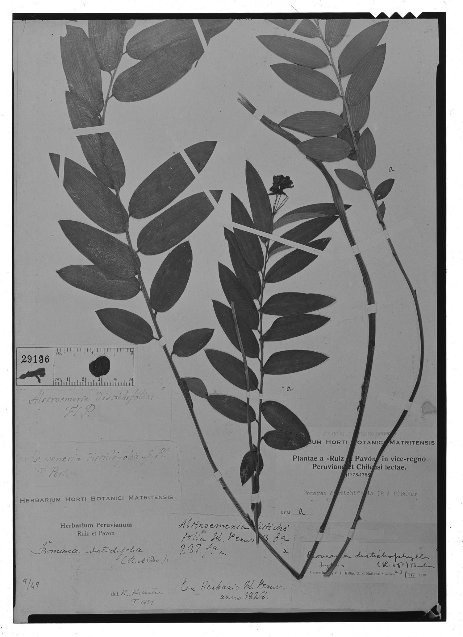Bomarea distichifolia image