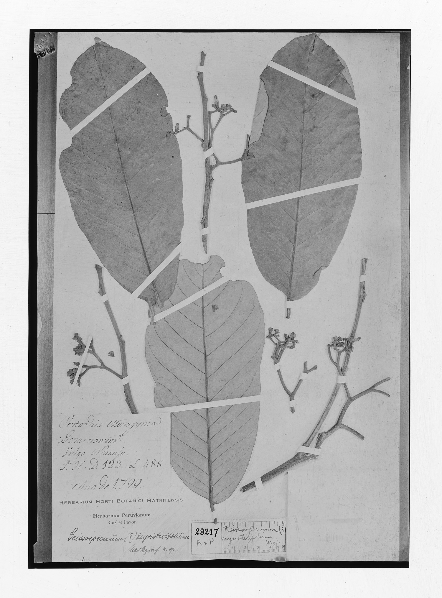 Aspidosperma myristicifolium image