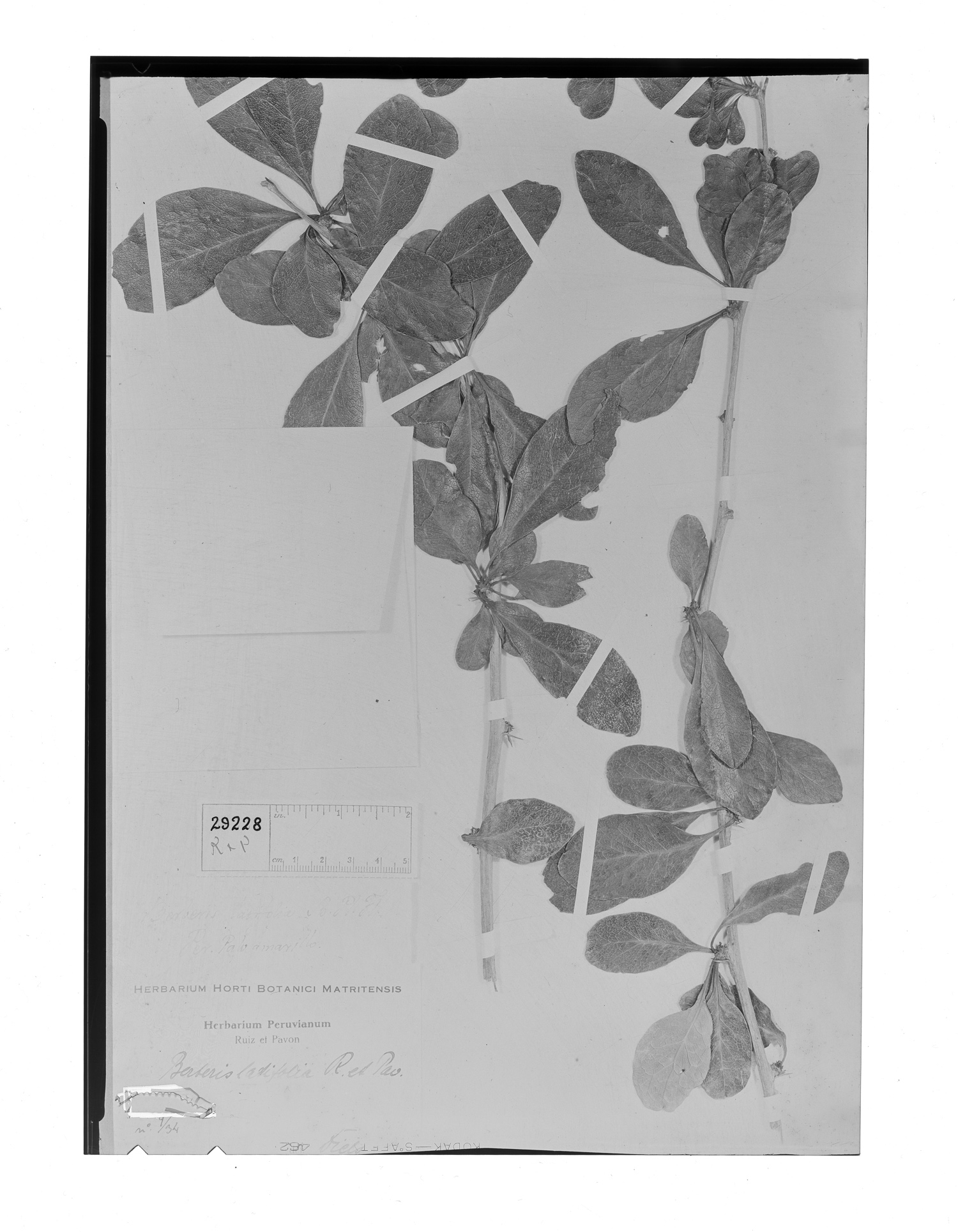 Berberis latifolia image