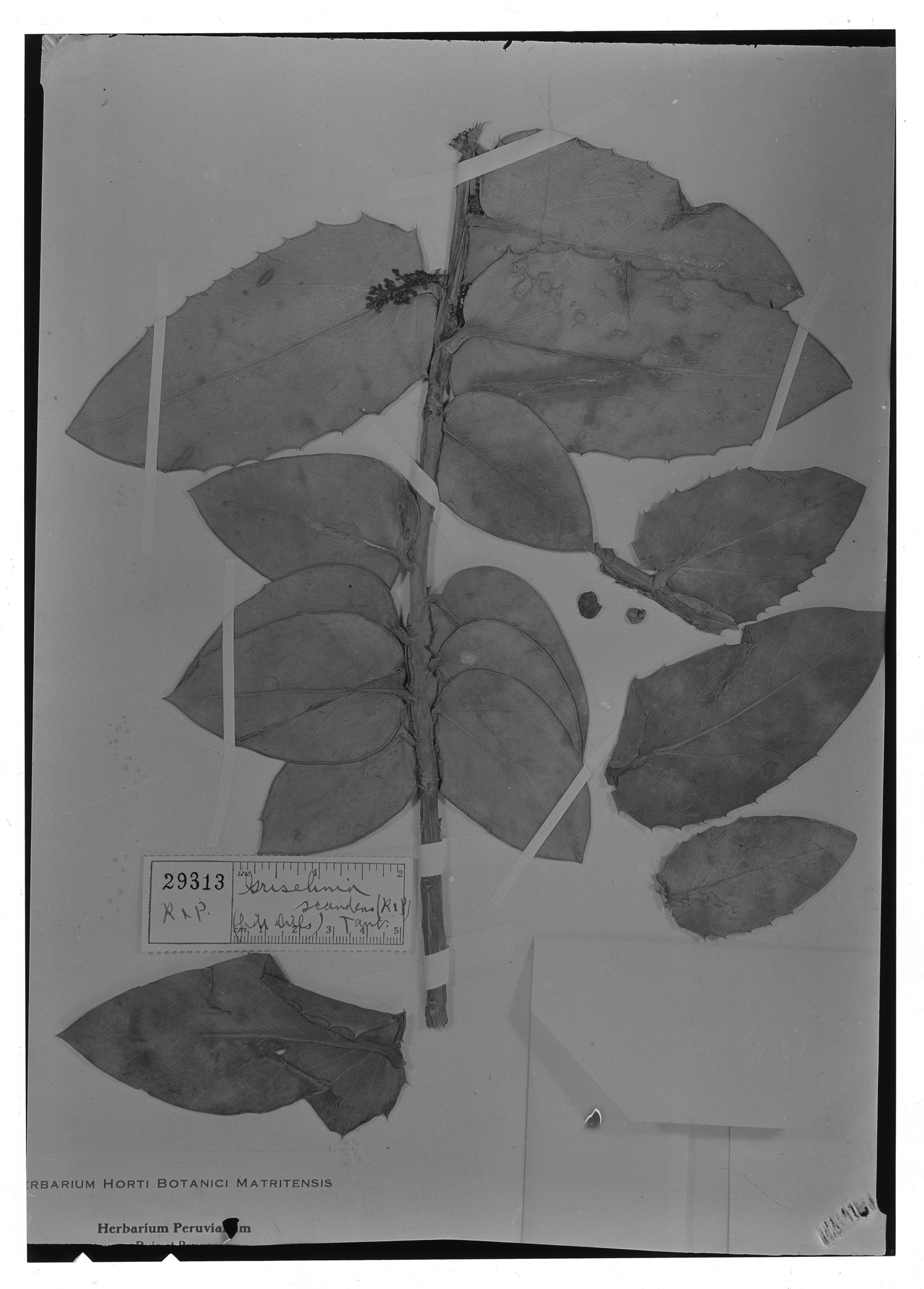 Griselinia scandens image