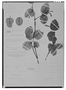 Weinmannia cordata image