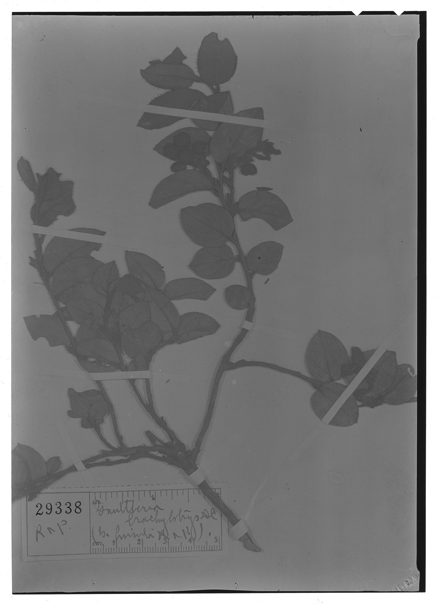 Gaultheria brachybotrys image
