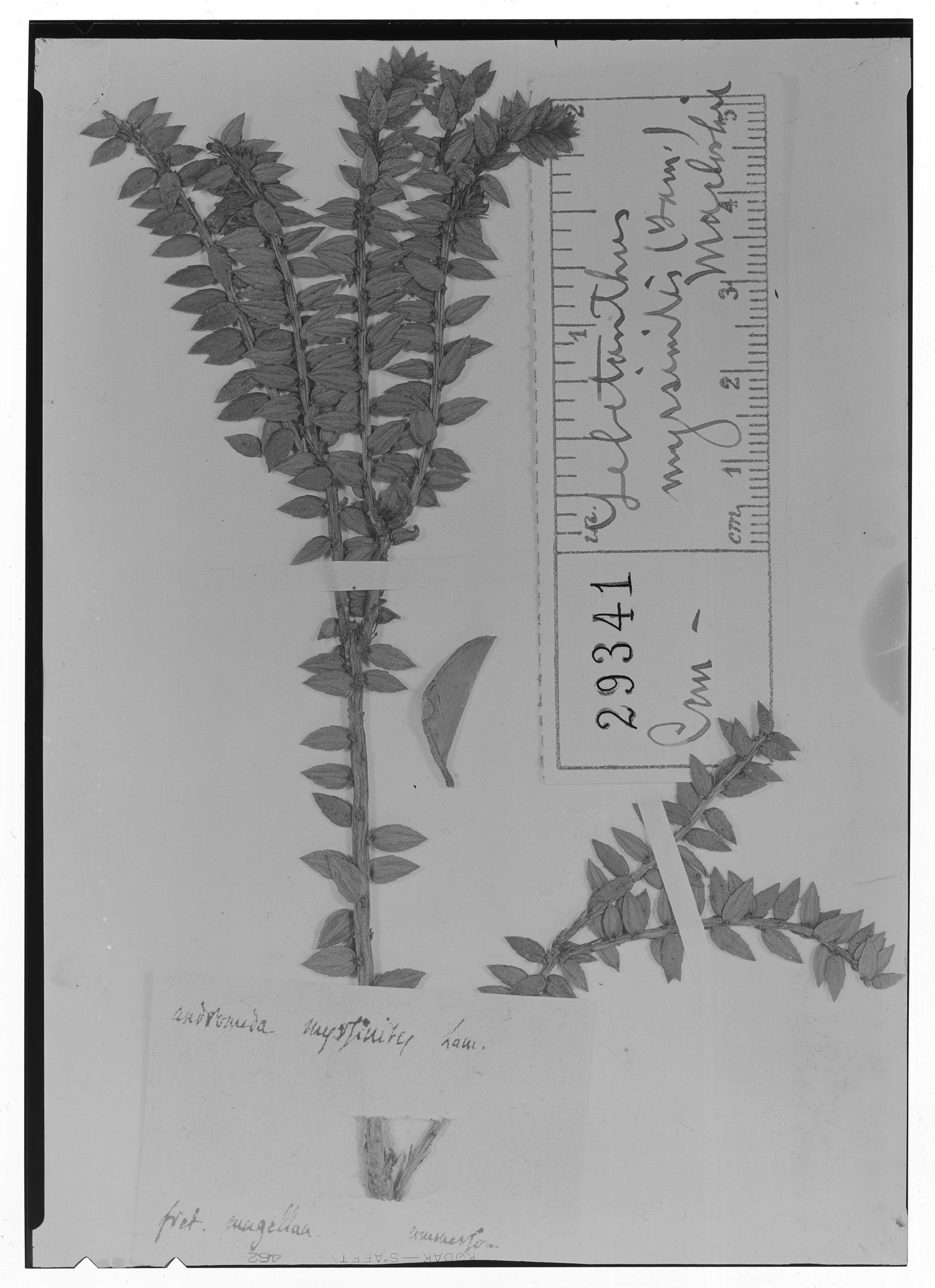 Lebetanthus myrsinites image