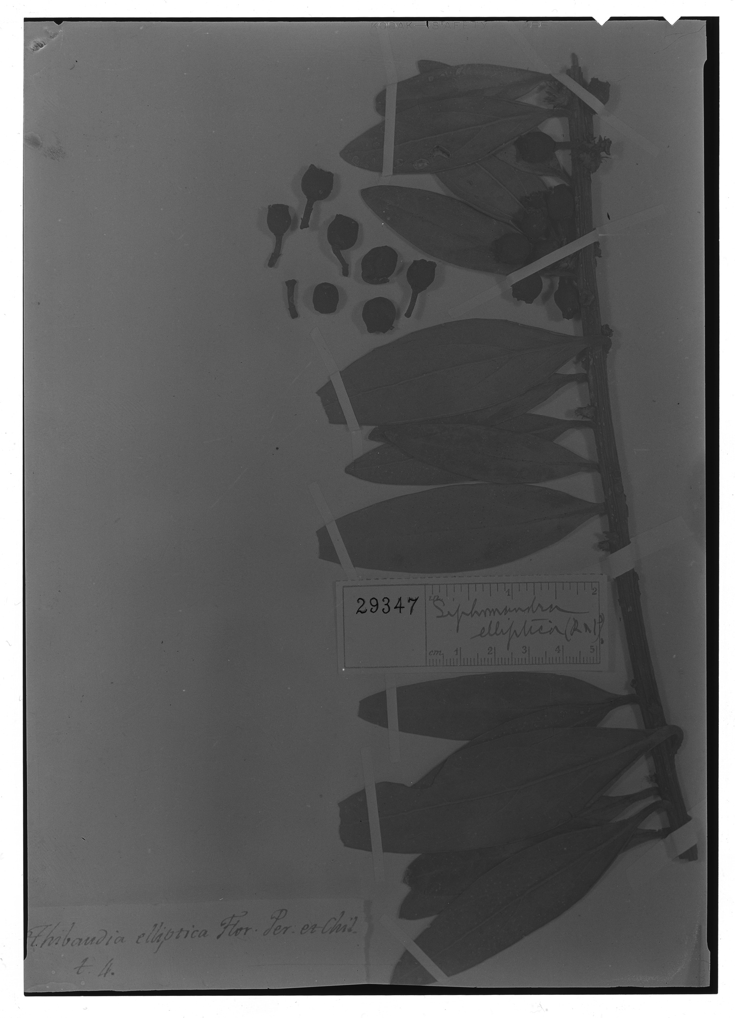 Siphonandra elliptica image
