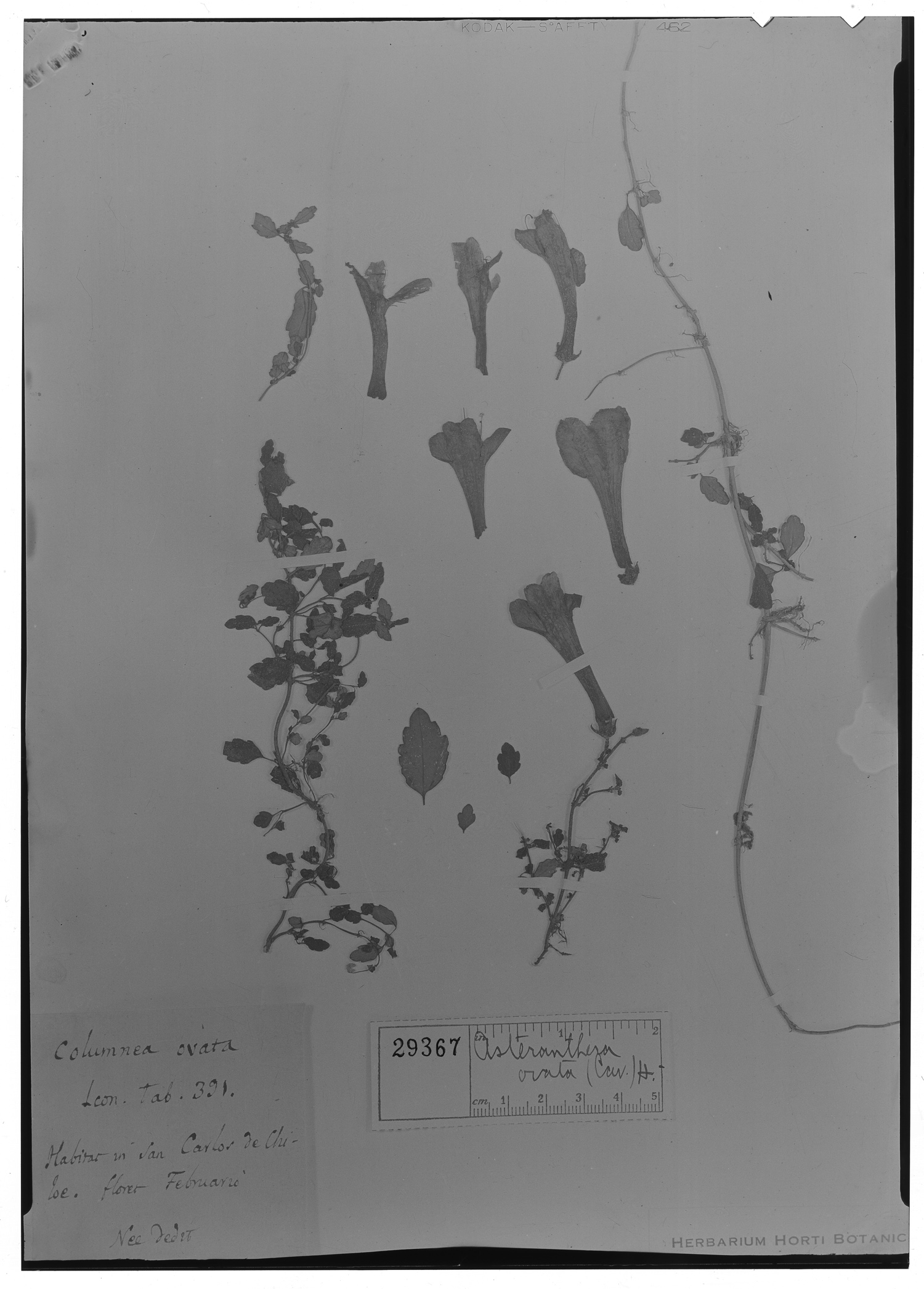 Asteranthera ovata image