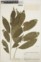 Piper lanceolatum image