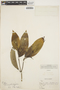 Piper lineolatifolium image