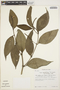 Piper lineolatifolium image