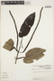 Piper longispicum image