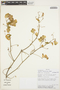 Serjania confertiflora image