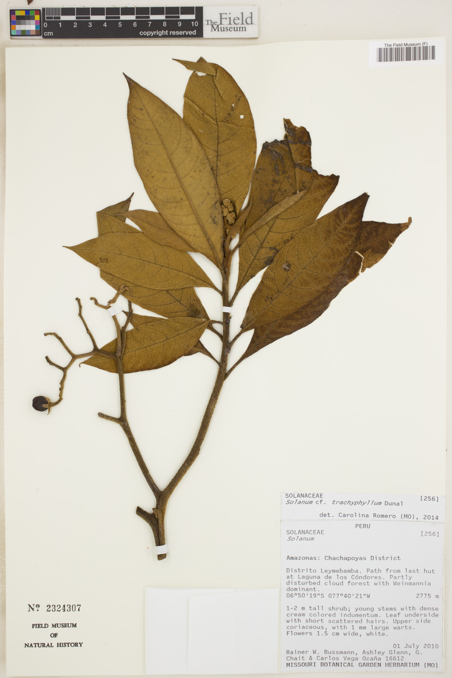 Solanum trachyphyllum image