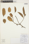 Lonchocarpus spiciflorus image