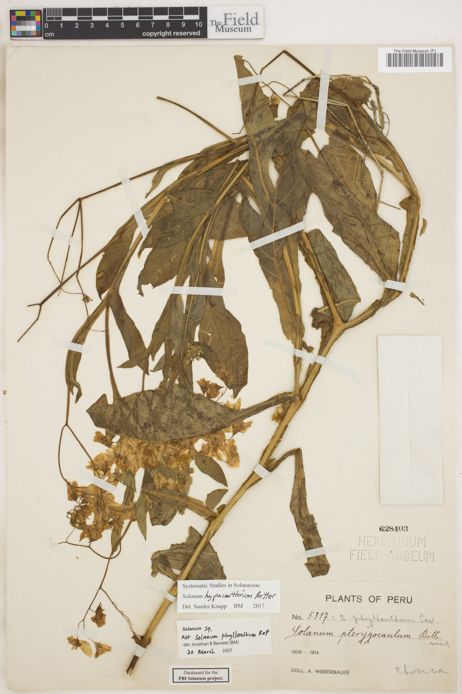 Solanum hypacrarthrum image
