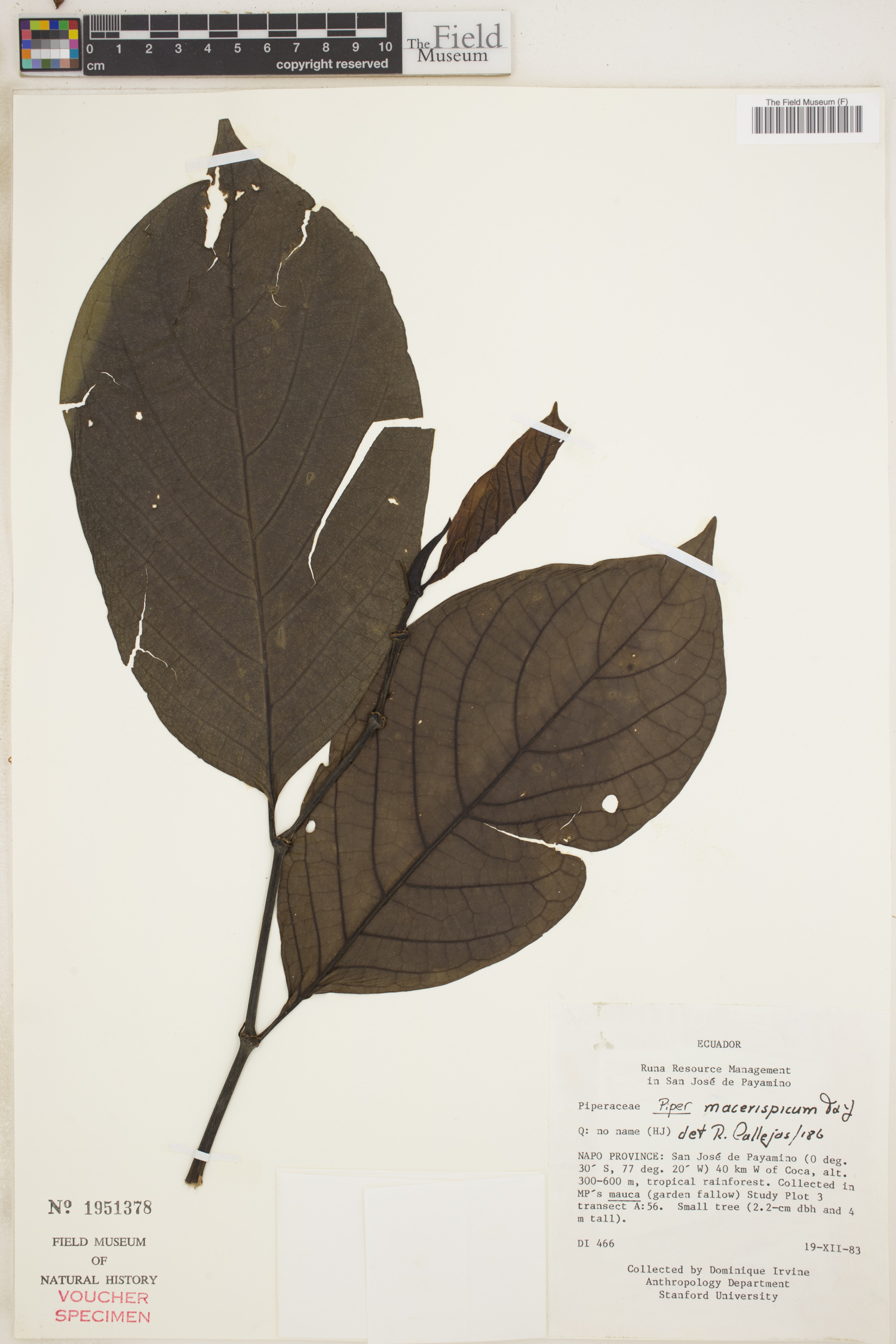 Piper macerispicum image