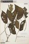 Piper malacophyllum image