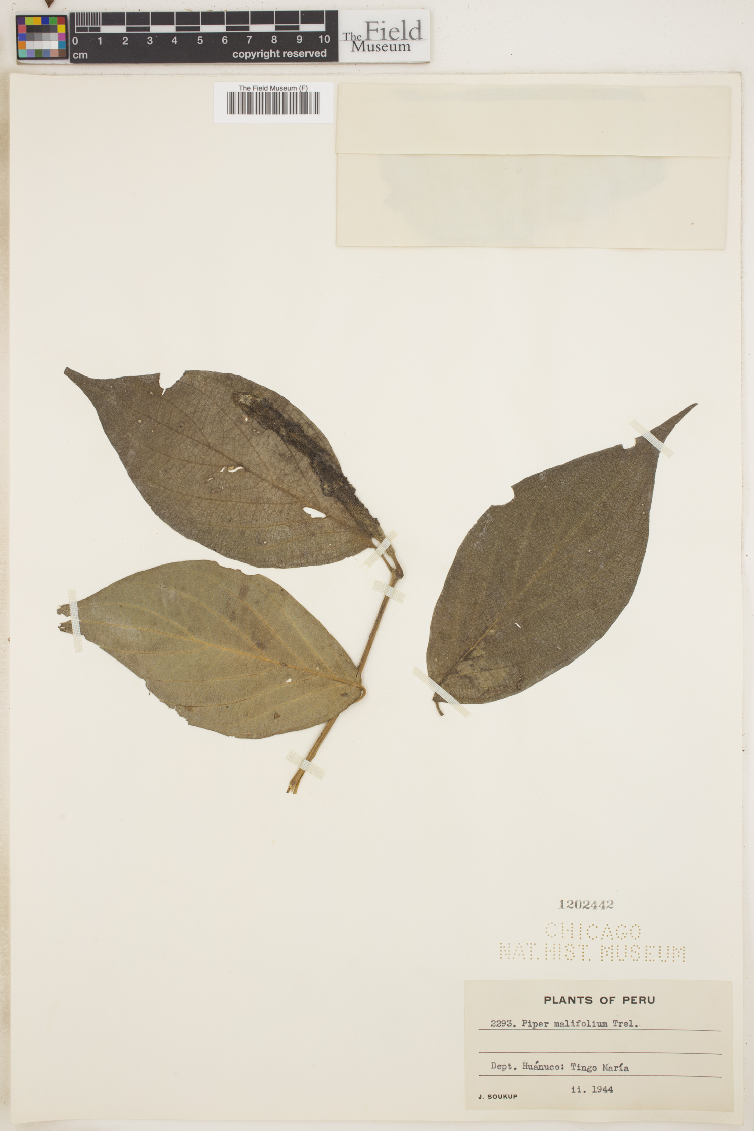 Piper malifolium image