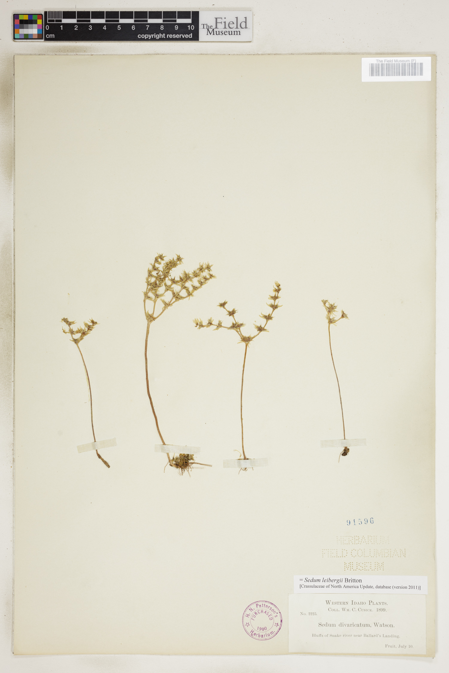 Sedum leibergii image
