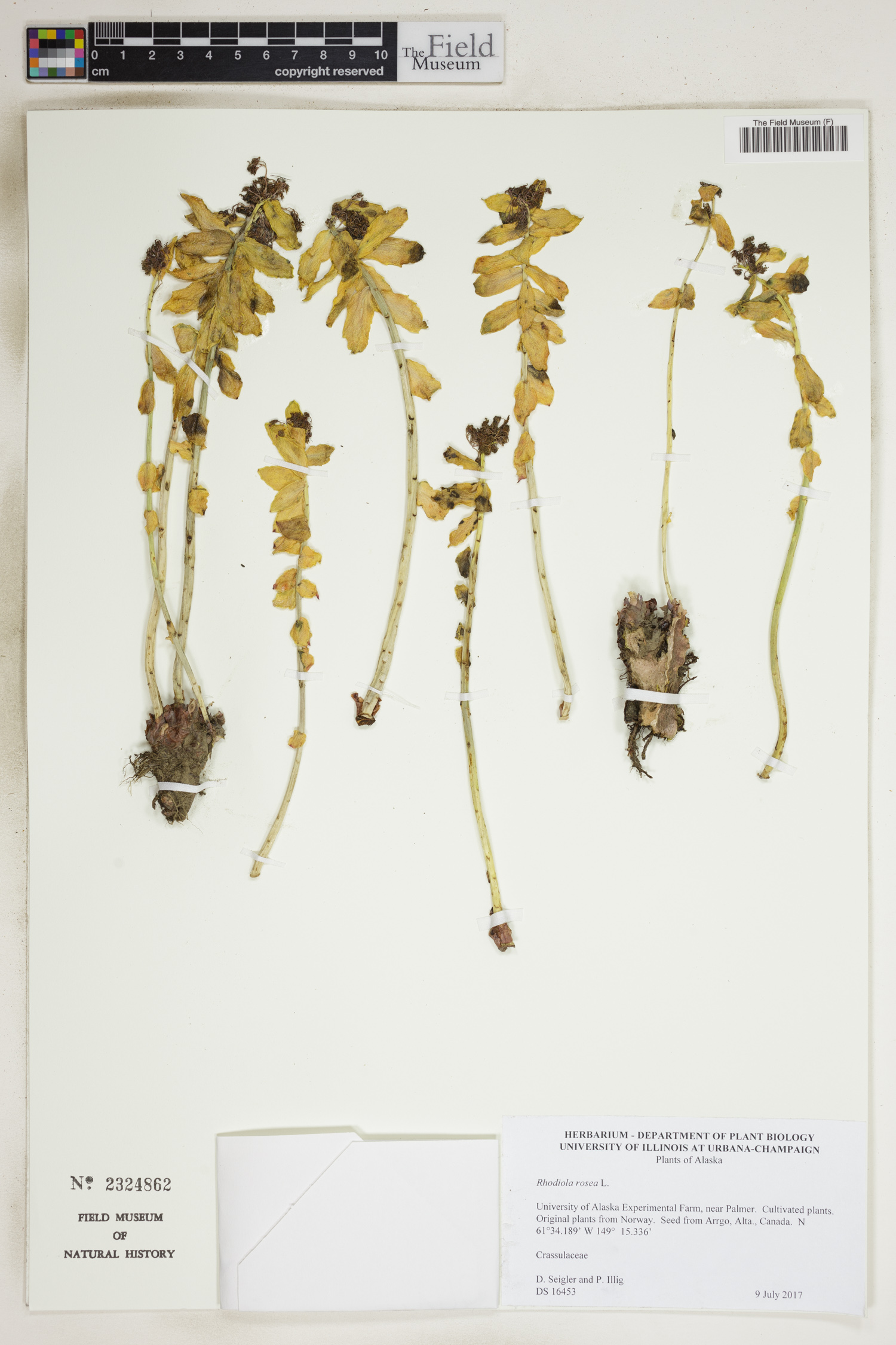 Rhodiola rosea image