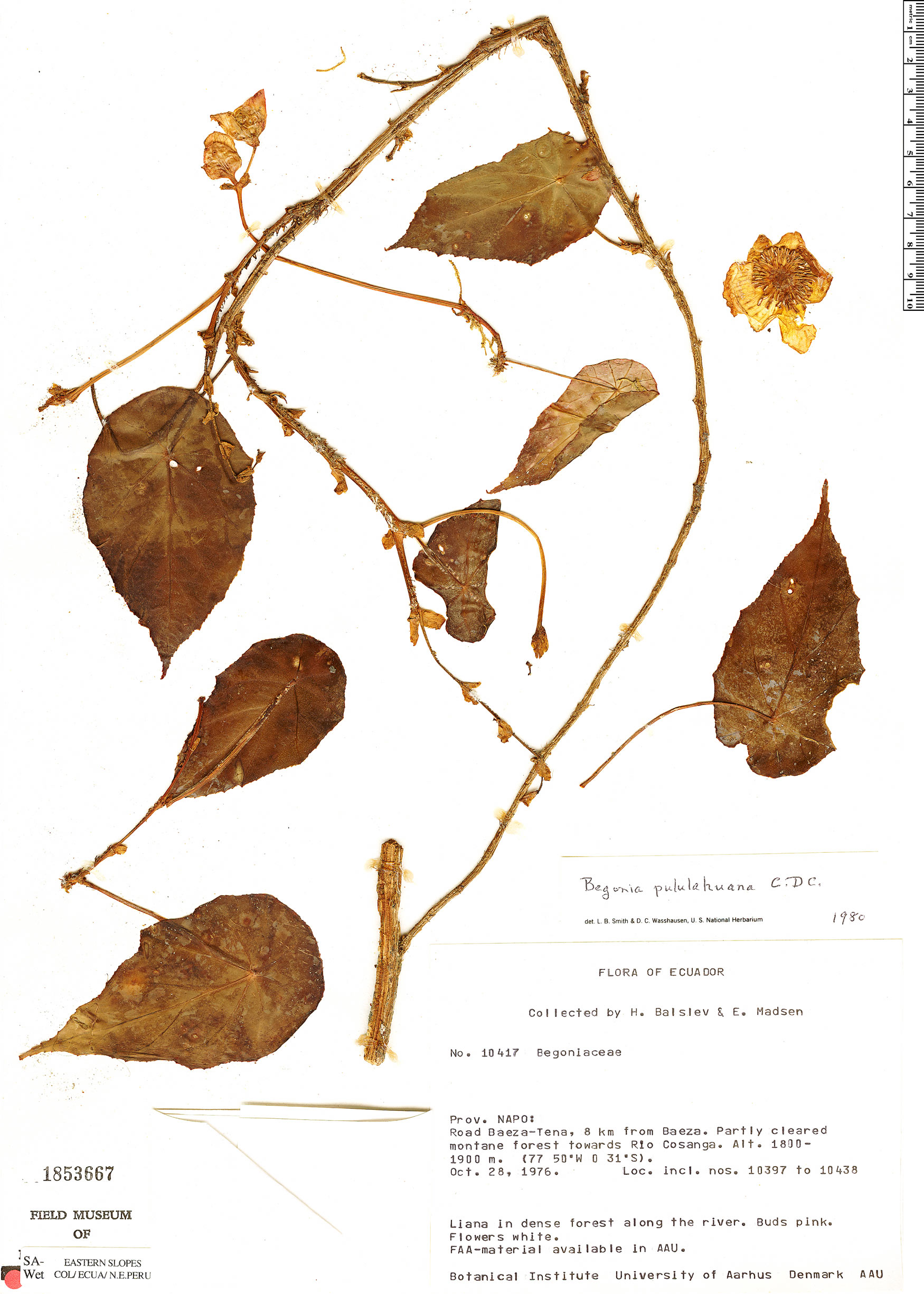 Begonia hitchcockii image